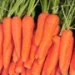 French Carrot Market Resilience Amidst Weather Challenges