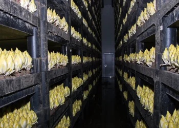 Challenges in the Chicory Market: Supply Struggles and Price Surges