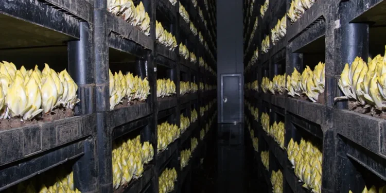 Challenges in the Chicory Market: Supply Struggles and Price Surges