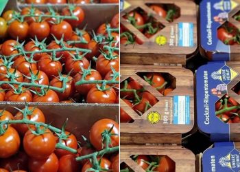 Strengthening Agricultural Sustainability: EDEKA Südwest’s Cooperation with Hagdorn Tomaten
