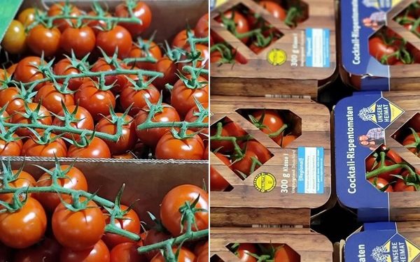 Strengthening Agricultural Sustainability: EDEKA Südwest’s Cooperation with Hagdorn Tomaten