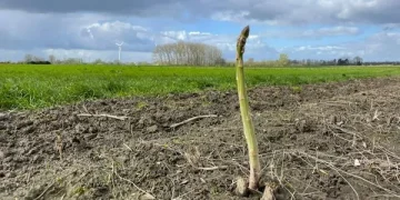 Weather Challenges: Impact on European Vegetable Markets