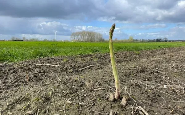 Weather Challenges: Impact on European Vegetable Markets