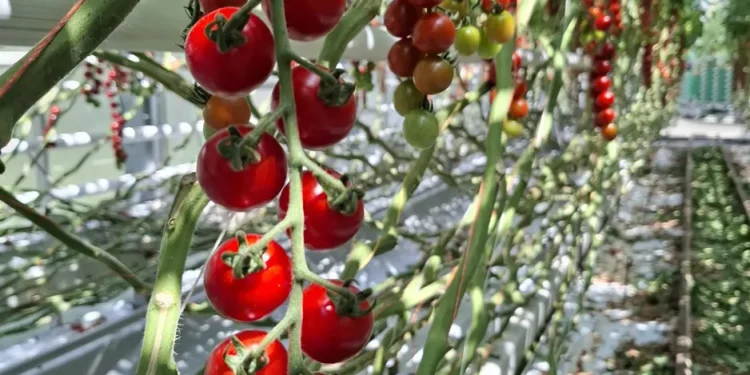 Kazuti Tomatoes: Cultivating Premium Excellence in Germany