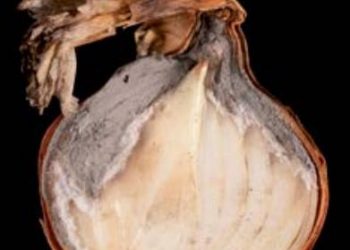 Onion neck rot: symptoms and beyond (Part I)
