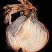 Onion neck rot: symptoms and beyond (Part I)