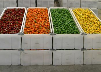 Dull Spring Creates Pepper Season with Ups and Downs