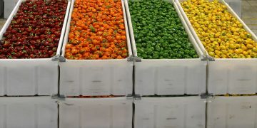 Dull Spring Creates Pepper Season with Ups and Downs