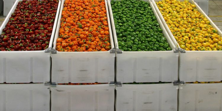 Dull Spring Creates Pepper Season with Ups and Downs