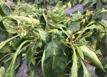 Integrated pest management (IPM) of mites: cultural control