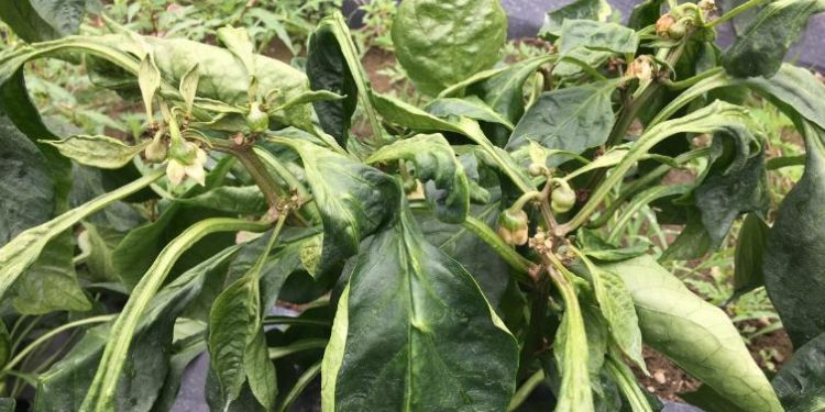 Integrated pest management (IPM) of mites: cultural control