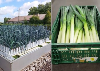 Innovating Leek Cultivation: Hydroponics on Floating Carriers