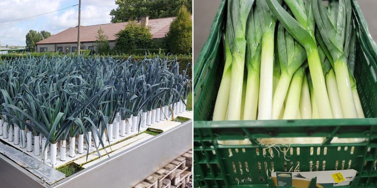 Innovating Leek Cultivation: Hydroponics on Floating Carriers