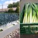 Innovating Leek Cultivation: Hydroponics on Floating Carriers