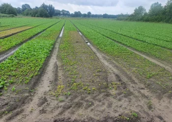 Challenges in Spinach Supply: Impacts of Flooding and Cold Weather