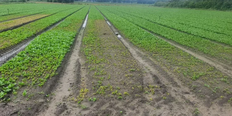 Challenges in Spinach Supply: Impacts of Flooding and Cold Weather