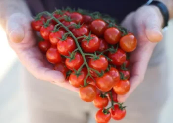Reducing sunburn incidence on tomato through shading and grafting