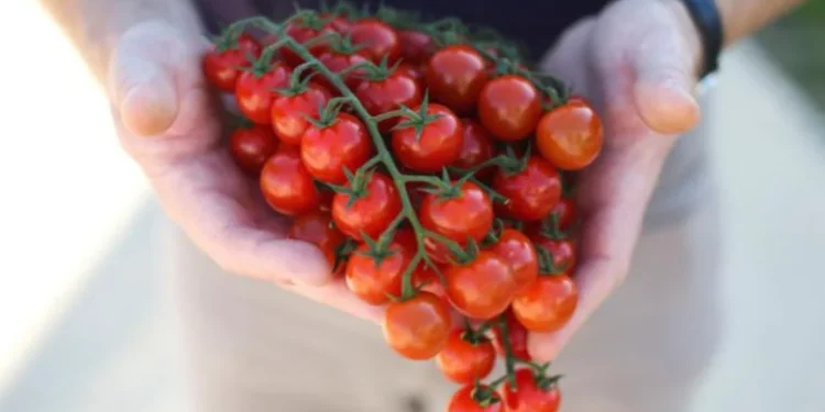 Reducing sunburn incidence on tomato through shading and grafting