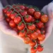 Reducing sunburn incidence on tomato through shading and grafting