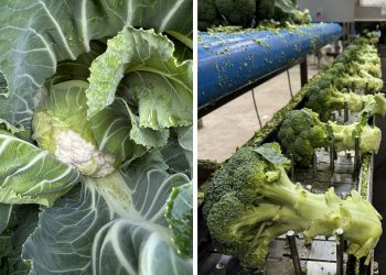 Meeting Demand Challenges in Germany’s Fresh Vegetable Market