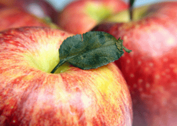 Poland Faces 30% Drop in Apple Harvest This Season Amidst Challenging Conditions