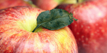 Poland Faces 30% Drop in Apple Harvest This Season Amidst Challenging Conditions