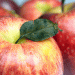Poland Faces 30% Drop in Apple Harvest This Season Amidst Challenging Conditions