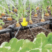 Maximizing Water Efficiency: How Drip Irrigation Systems Can Save Water and Boost Crop Yields