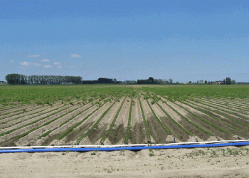 Why Transitioning to Drip Irrigation Requires More Than Just Installation: Insights from the Latest Water Management Research