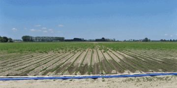 Why Transitioning to Drip Irrigation Requires More Than Just Installation: Insights from the Latest Water Management Research