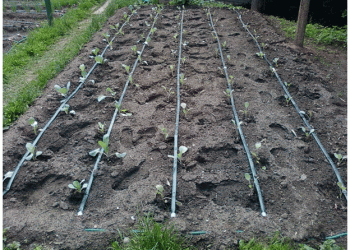 Alberta Farmers Embrace Subsurface Drip Irrigation to Combat Drought and Save Water