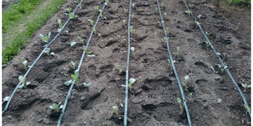 Alberta Farmers Embrace Subsurface Drip Irrigation to Combat Drought and Save Water