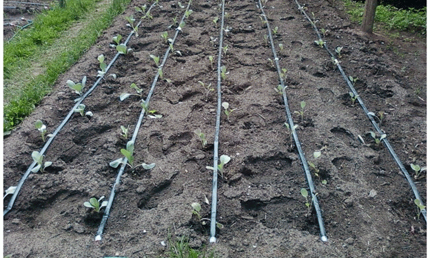 Alberta Farmers Embrace Subsurface Drip Irrigation to Combat Drought and Save Water