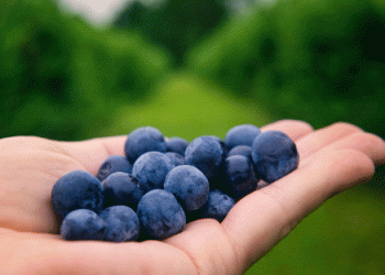 Georgia’s Breakthrough in the EU Blueberry Market: A Historic Export Surge