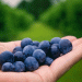 Georgia’s Breakthrough in the EU Blueberry Market: A Historic Export Surge