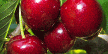 Cherry Harvest in Andalusia Reaches Mid-Season Success with Record Quality and Prices