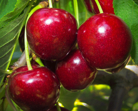Cherry Harvest in Andalusia Reaches Mid-Season Success with Record Quality and Prices