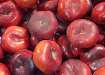 Ondine Flat Nectarines: A Premium Summer Fruit for the German Market