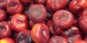 Ondine Flat Nectarines: A Premium Summer Fruit for the German Market