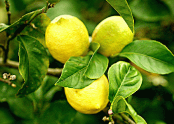 Turkey’s Early Meyer Lemon Harvest: Risks and Recommendations for Ensuring Fruit Quality