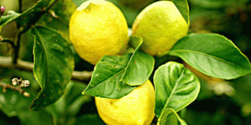 Turkey’s Early Meyer Lemon Harvest: Risks and Recommendations for Ensuring Fruit Quality