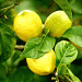 Turkey’s Early Meyer Lemon Harvest: Risks and Recommendations for Ensuring Fruit Quality