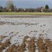 The United Kingdom’s Agriculture Hit by Adverse Weather Conditions.