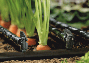 Delphy Launches New Research on Drip Irrigation and Fertigation: Pioneering Water Management and Nutrient Efficiency