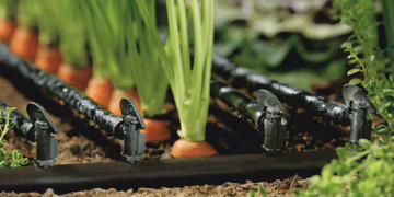 Delphy Launches New Research on Drip Irrigation and Fertigation: Pioneering Water Management and Nutrient Efficiency
