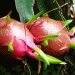 The Exotic Fruit Market Surge: Projected to Hit $35 Billion by 2033