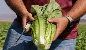 New Downy Mildew Threat Identified: Rijk Zwaan Reports on Bl:41EU in Lettuce