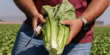New Downy Mildew Threat Identified: Rijk Zwaan Reports on Bl:41EU in Lettuce