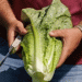 New Downy Mildew Threat Identified: Rijk Zwaan Reports on Bl:41EU in Lettuce