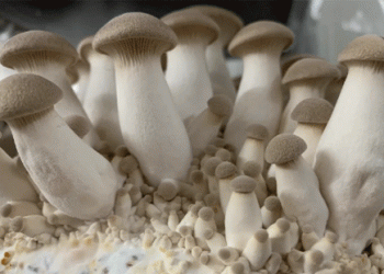 China’s Mushroom Industry Soars: Insights from the International Mushroom Days 2024